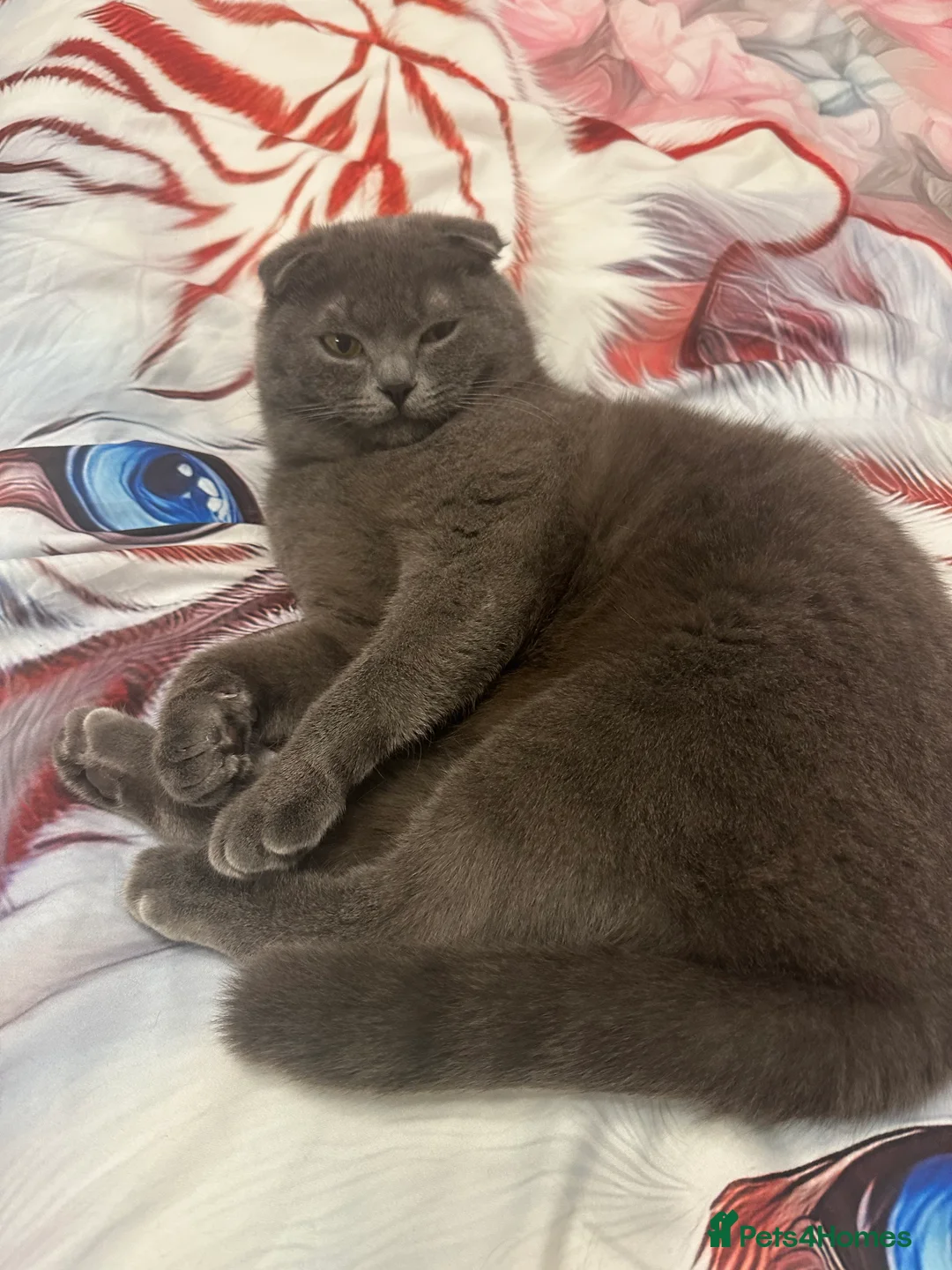 British Shorthair cats for stud: British shorthair  in Nottingham - Advert 2