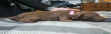 Staffordshire Bull Terrier 7