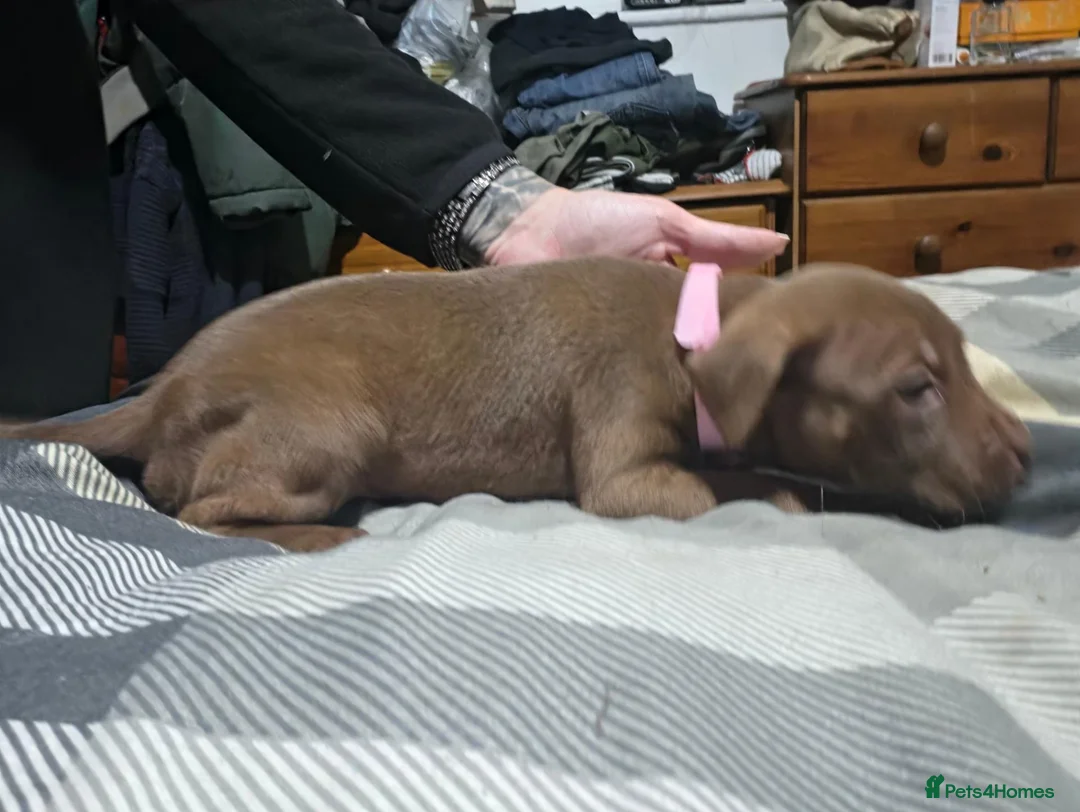 Staffordshire Bull Terrier dogs for sale: Staffy puppies for sale  - Advert 17