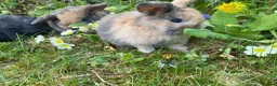 Mini Lop rabbits for sale: Beautiful mini-lop baby rabbits - Advert 13