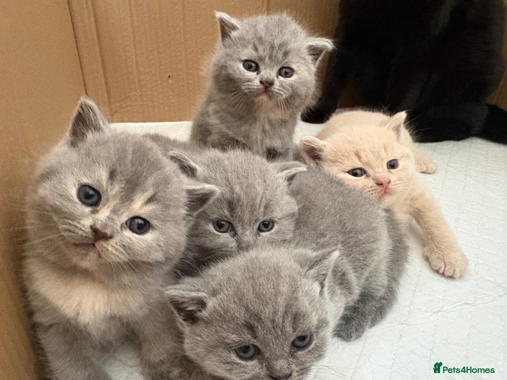 British Shorthair cats British Shorthair Kittens Available TICA 😻😻😻 - Advert 1