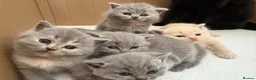 British Shorthair cats for sale: British Shorthair Kittens Available TICA 😻😻😻 - Advert 1