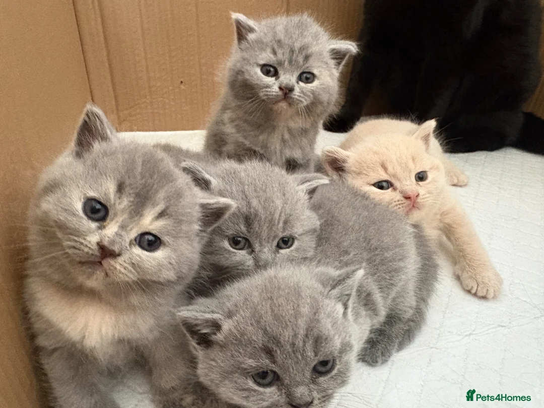 British Shorthair cats for sale: British Shorthair Kittens Available TICA 😻😻😻 - Advert 1