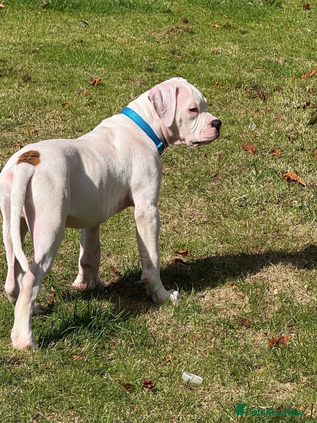 American Bulldog dogs for sale: Male American Bulldog  - Image 9