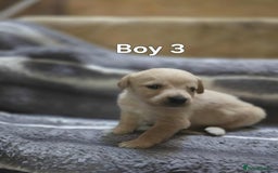 Labrador Retriever dogs for sale: Beautiful golden Labrador puppies  - Image 5