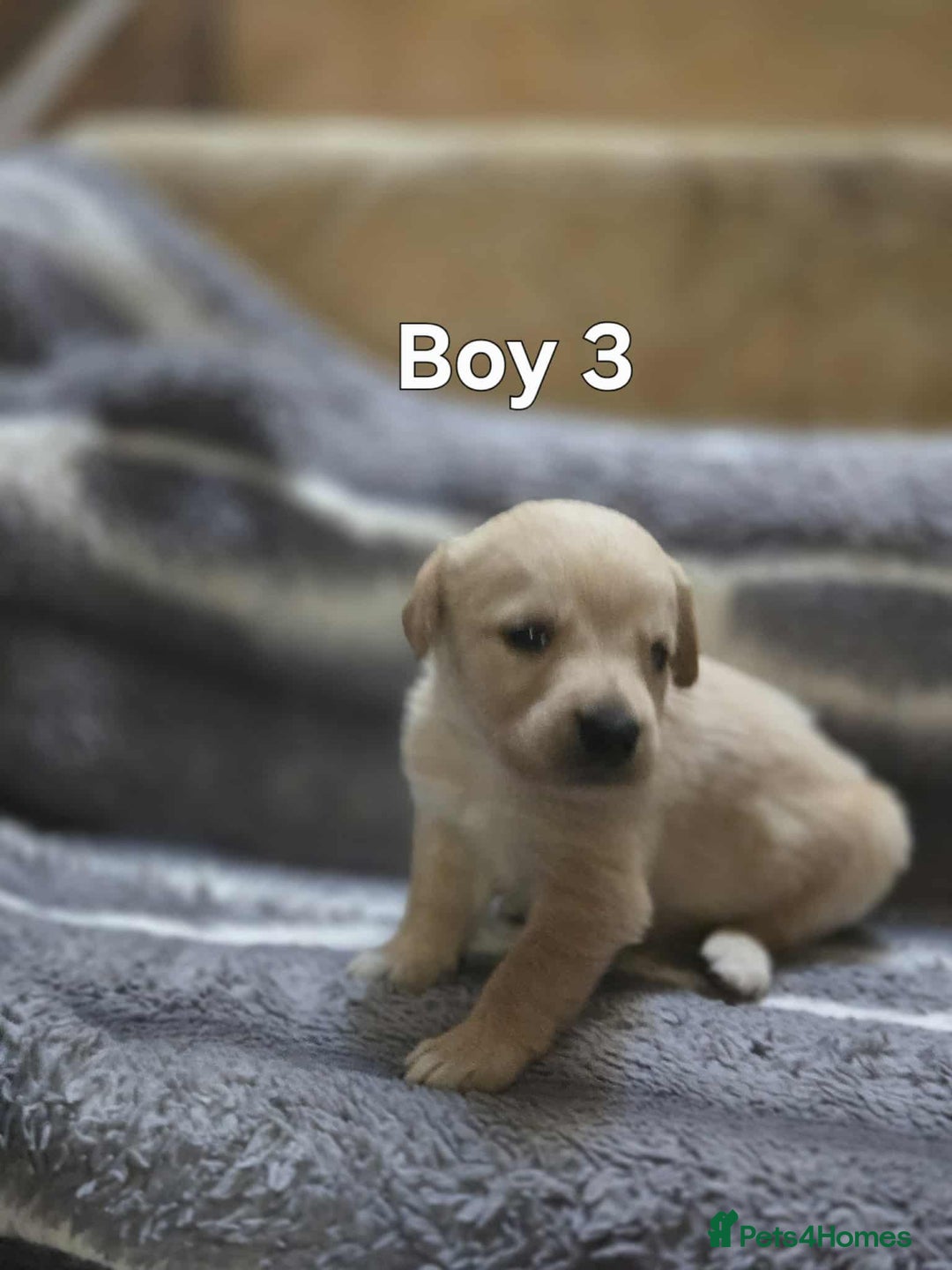 Labrador Retriever dogs for sale: Beautiful golden Labrador puppies  - Image 5
