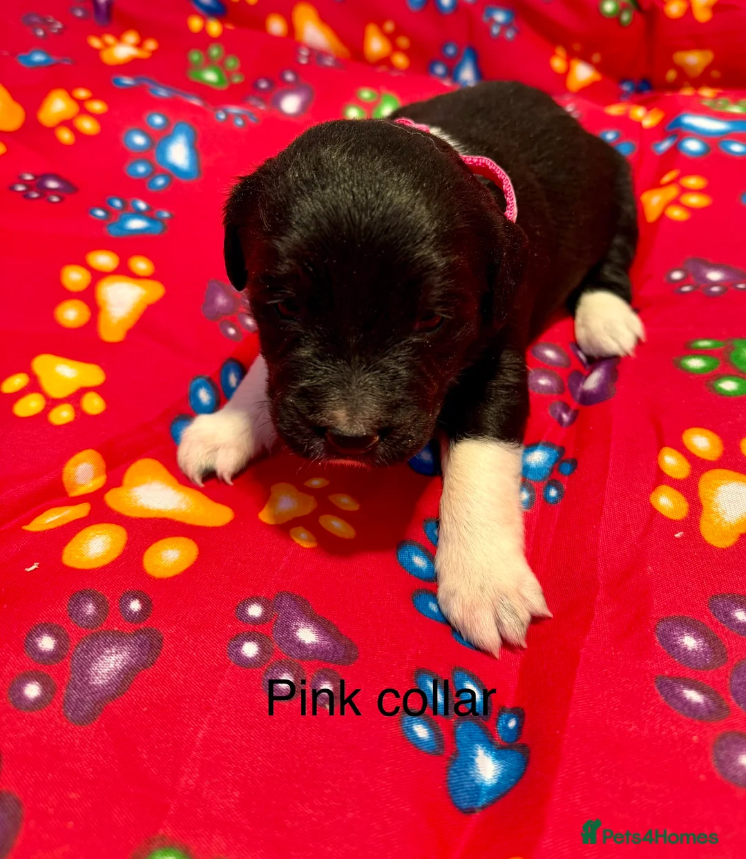 Sprollie dogs for sale: Sprollie puppies from experienced breeder - Advert 11