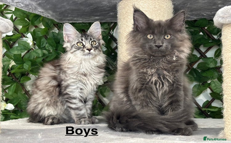 Maine Coon cats - Advert 4