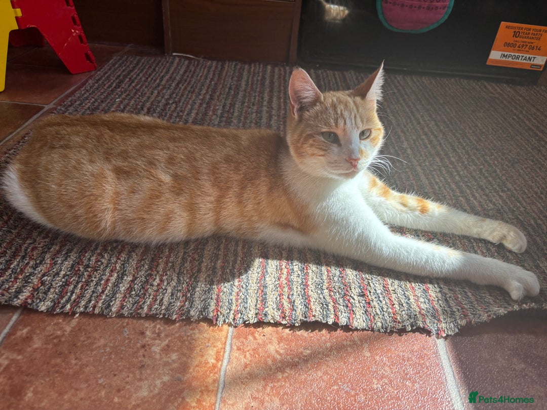 Mixed Breed cats for sale: For adoption  - Advert 2