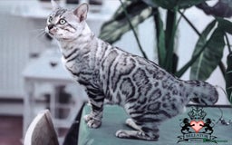 Bengal cats for sale: Looking for the best homes for our retired Bengals - Image 9