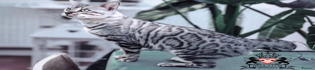 Bengal Kitten 2 Biggy