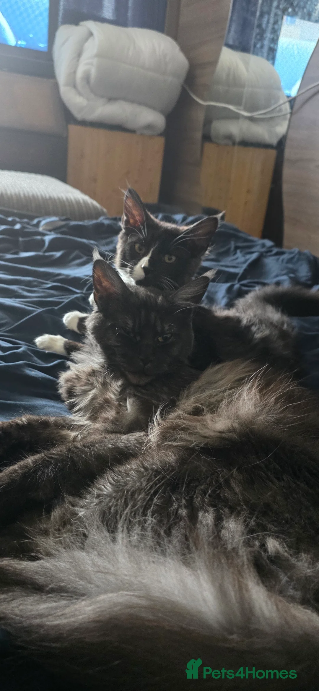 Maine Coon cats for sale: Beautiful Maine Coon Seeking Forever Lap - Advert 9