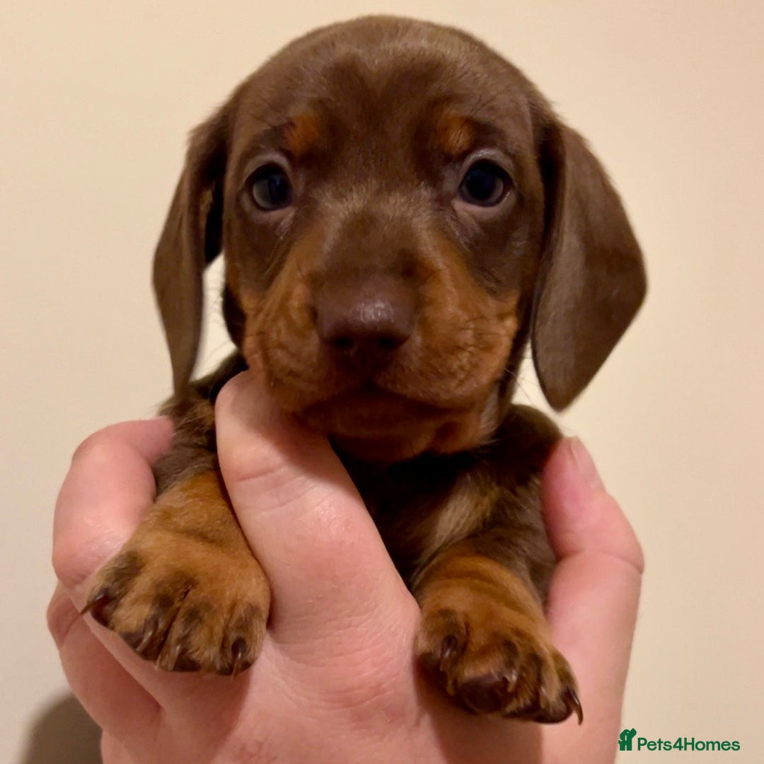 Miniature Dachshund dogs for sale: 🐾Beautiful kc mini dachshund pups ready 20 Dec🐾 - Advert 19