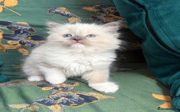 Ragdoll cats for sale: Ragdoll Kitten  - Image 3