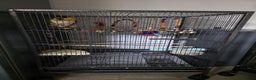 Parrots birds for sale: Pair of Bonded Caique Parrots - Advert 6