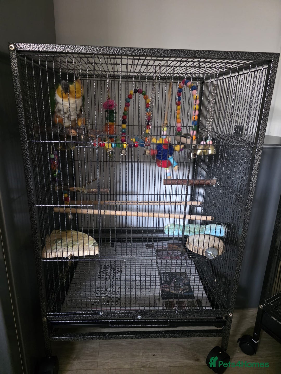 Parrots birds for sale: Pair of Bonded Caique Parrots - Advert 6