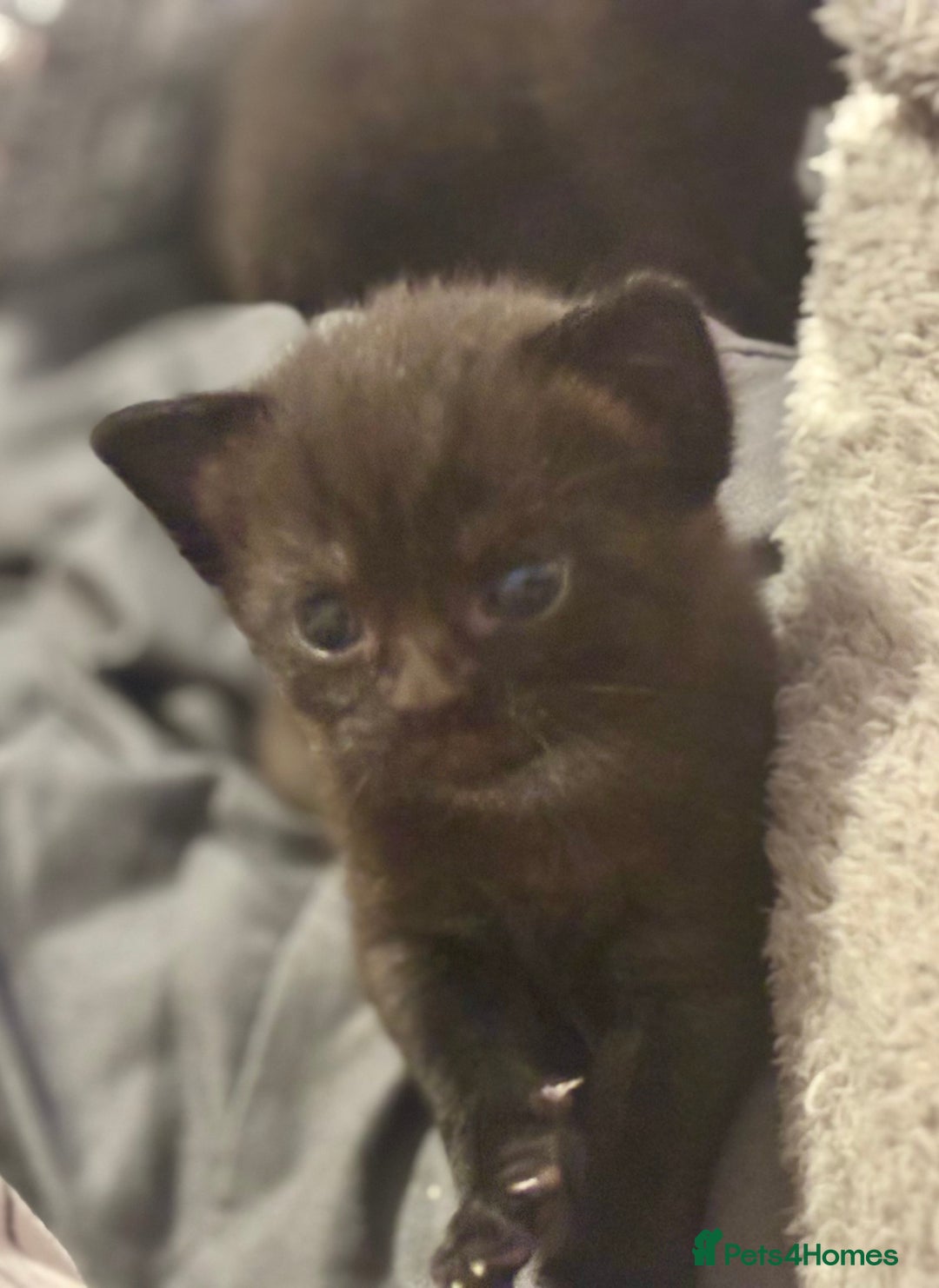 Domestic Shorthair cats for sale: 2 Female Kittens  - Image 3