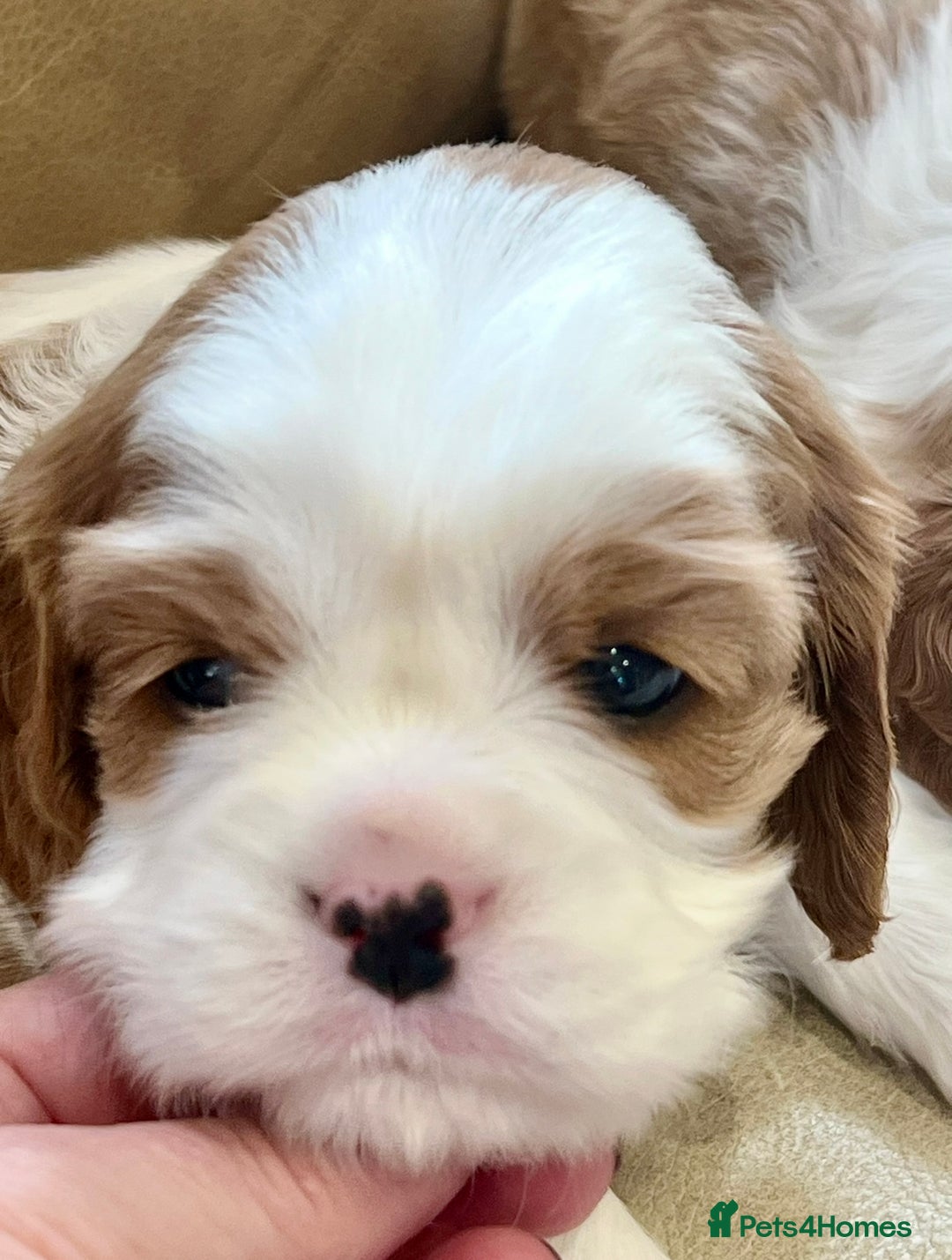 Cavalier King Charles Spaniel dogs for sale: Champion Sired KC Reg Cavalier King Charles  - Image 30