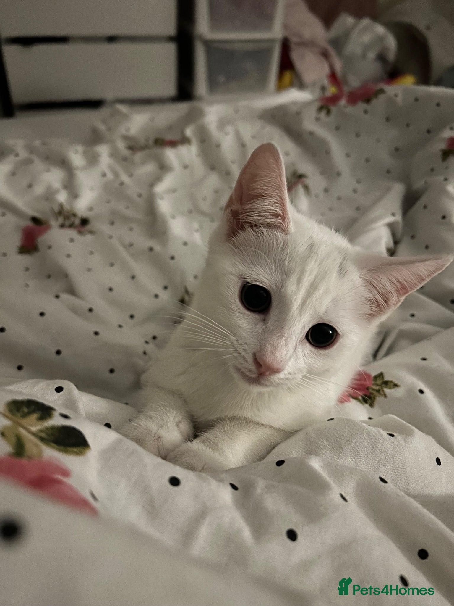 European cats 4 month old male kitten - Advert 2
