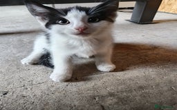 Mixed Breed cats for sale: The cat is ready for a new owner. - Image 1