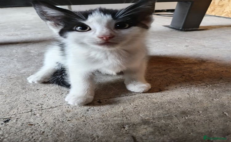 Mixed Breed cats - Advert 1
