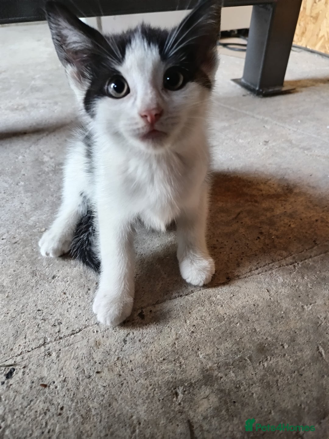 Mixed Breed cats for sale: The cat is ready for a new owner. - Image 1
