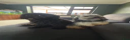 Yorkiepoo dogs for sale: Beautiful yorkipoo’s  - Advert 28