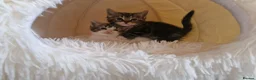 Ragdoll cats for sale: Beautiful kittens looking for new home  - Advert 2