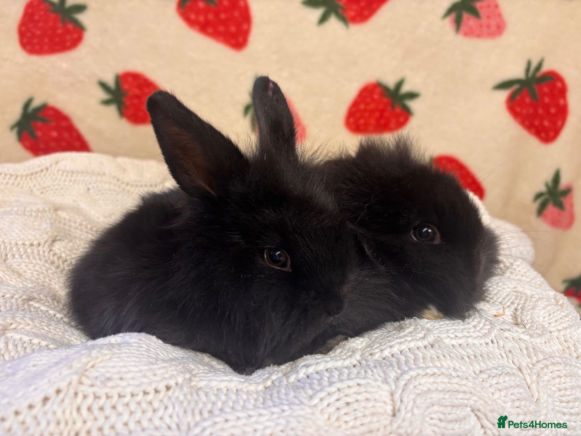 Mini Lion Lop rabbits 2 male beautiful mini lion lops  - Advert 1