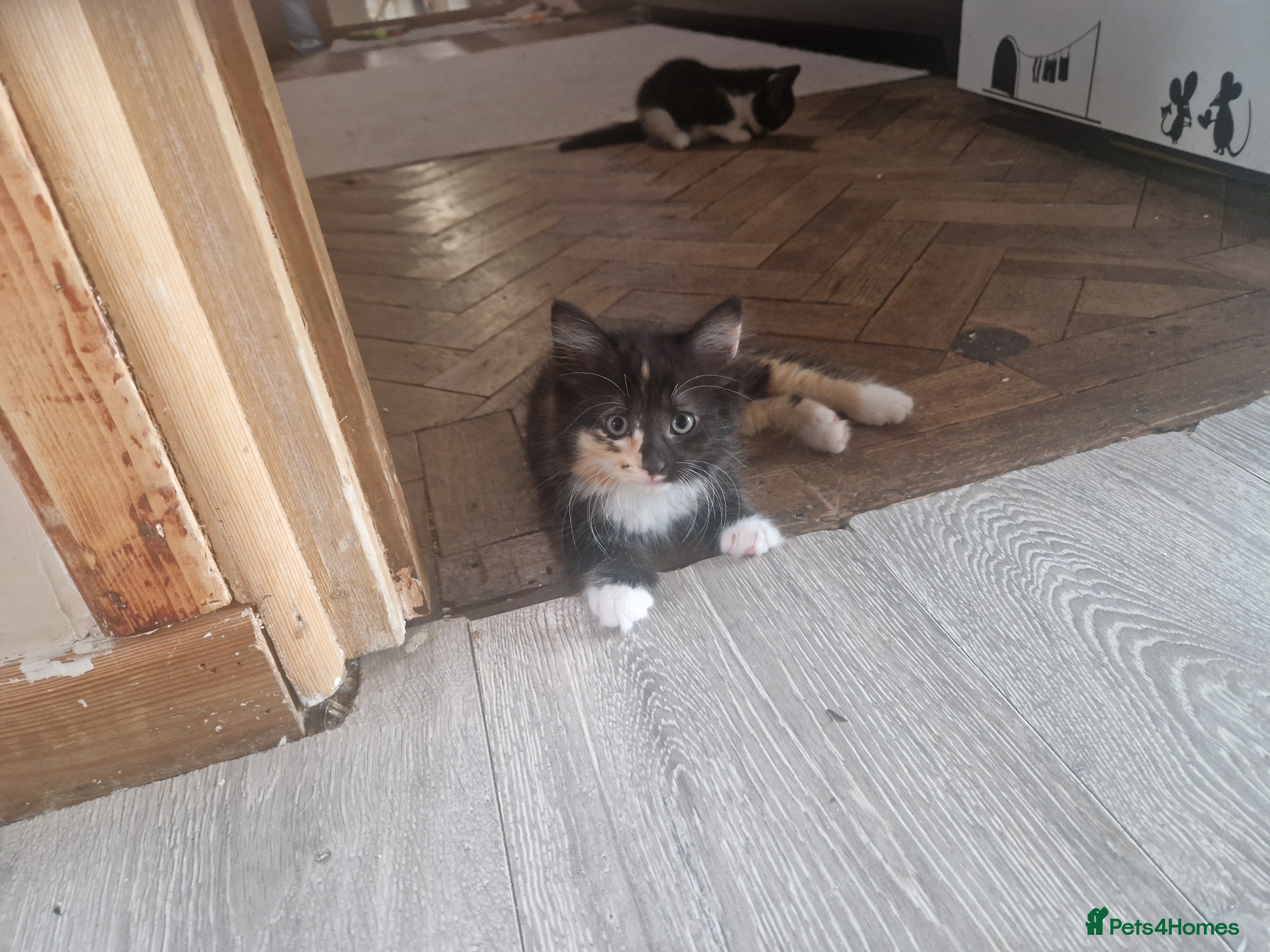 Mixed Breed cats for sale: 4 kitten  - Advert 2