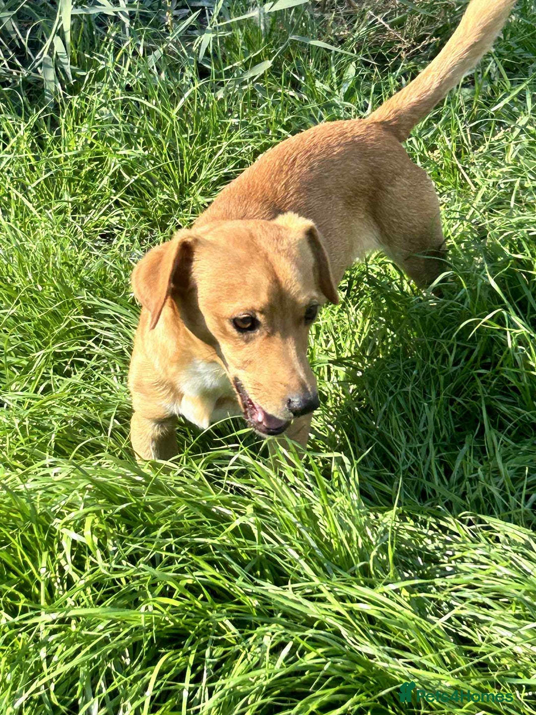 Mixed Breed dogs for adoption: Jeffrey Still smiling.Still waiting for his people - Advert 3