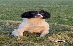 English Springer Spaniel dogs for sale: ✨ Working English Springer Spaniel Puppies ✨ - Image 23