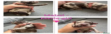 Pink collar - Mabel 