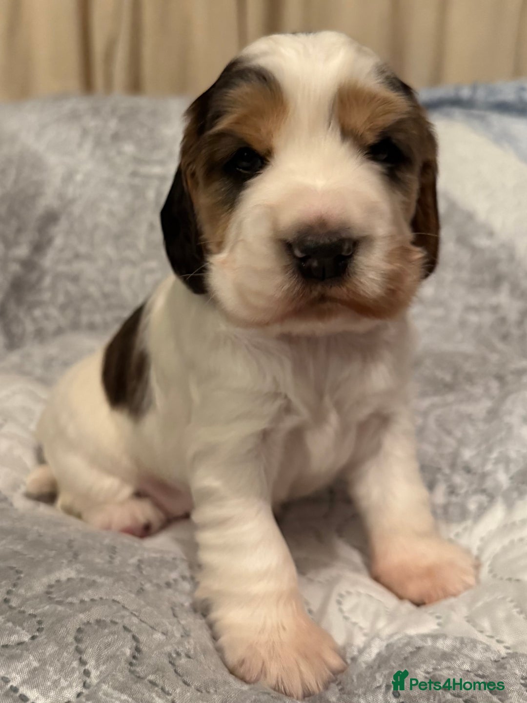 Cocker Spaniel dogs for sale: True to type Show Cocker Spaniels - KC reg parents - Advert 10