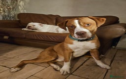Mixed Breed dogs for sale: Dogue De Bordeaux X. House & Bsc obedience trained - Image 3