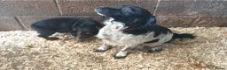 Cocker Spaniel dogs for sale: Beautiful boy cocker spaniel - Advert 3