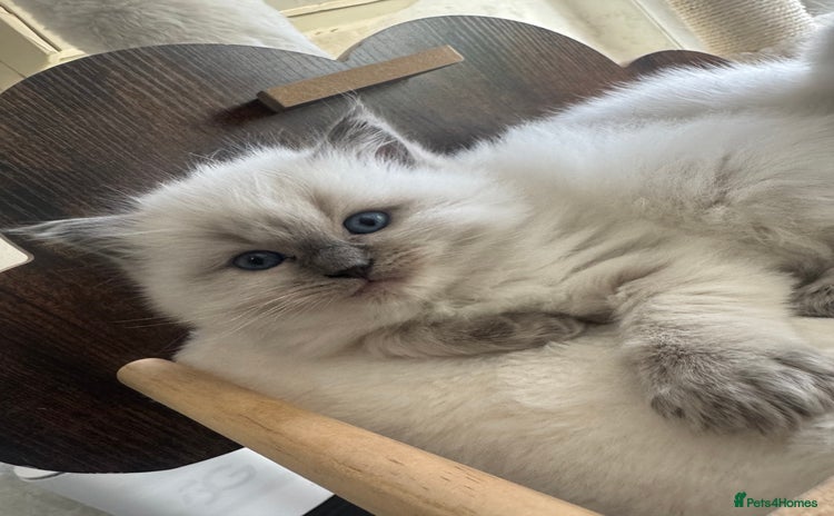 Ragdoll cats - Advert 1