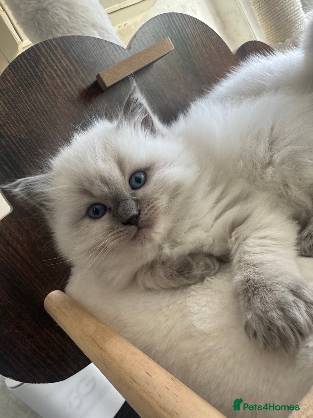 Ragdoll cats for sale: Beautiful Male Ragdolls – Champion Bloodlines - Image 1