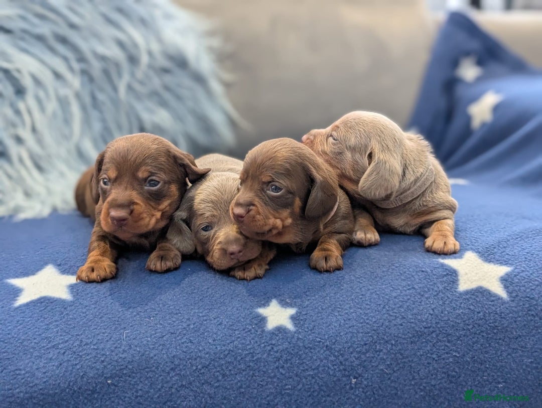 Miniature Dachshund dogs for sale: Adorable little of miniature daschunds  - Image 2