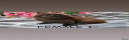 Maine Coon cats for sale: Stunning Maine coon kittens  - Advert 3