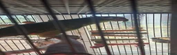Parrots birds for sale: Yellow Headed Amazon Parrot - Advert 1
