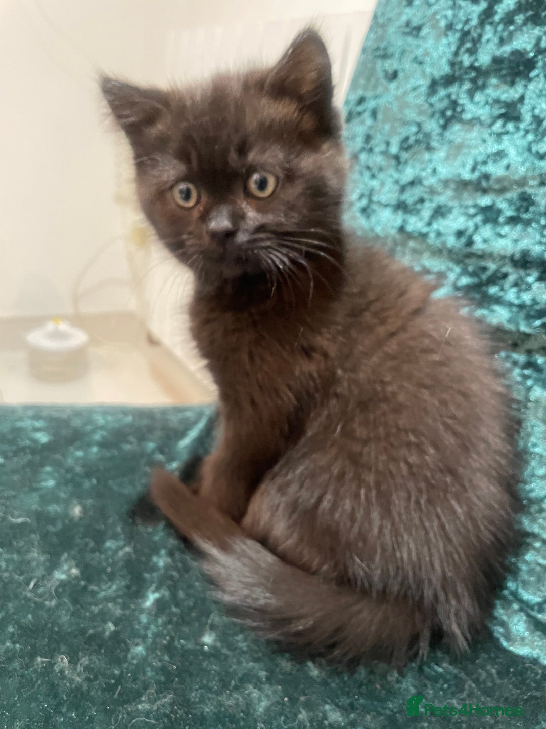 British Shorthair cats for sale: British shorthair chocolate brown mocha kitten - Advert 11