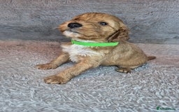 Irish Doodle dogs for sale: Toy Irish Doodle Puppies For Sale  - Image 25