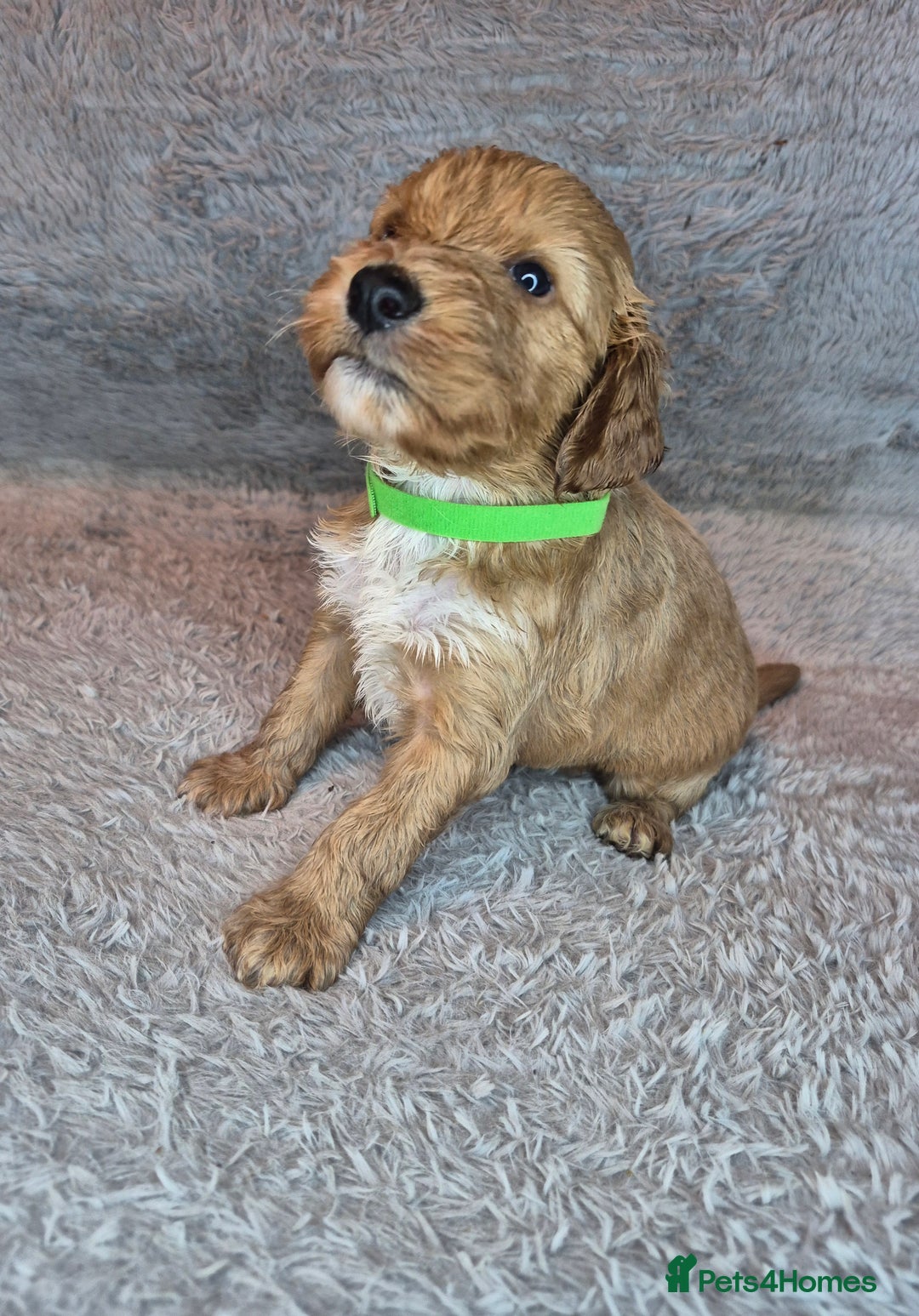Irish Doodle dogs for sale: Toy Irish Doodle Puppies For Sale  - Image 25