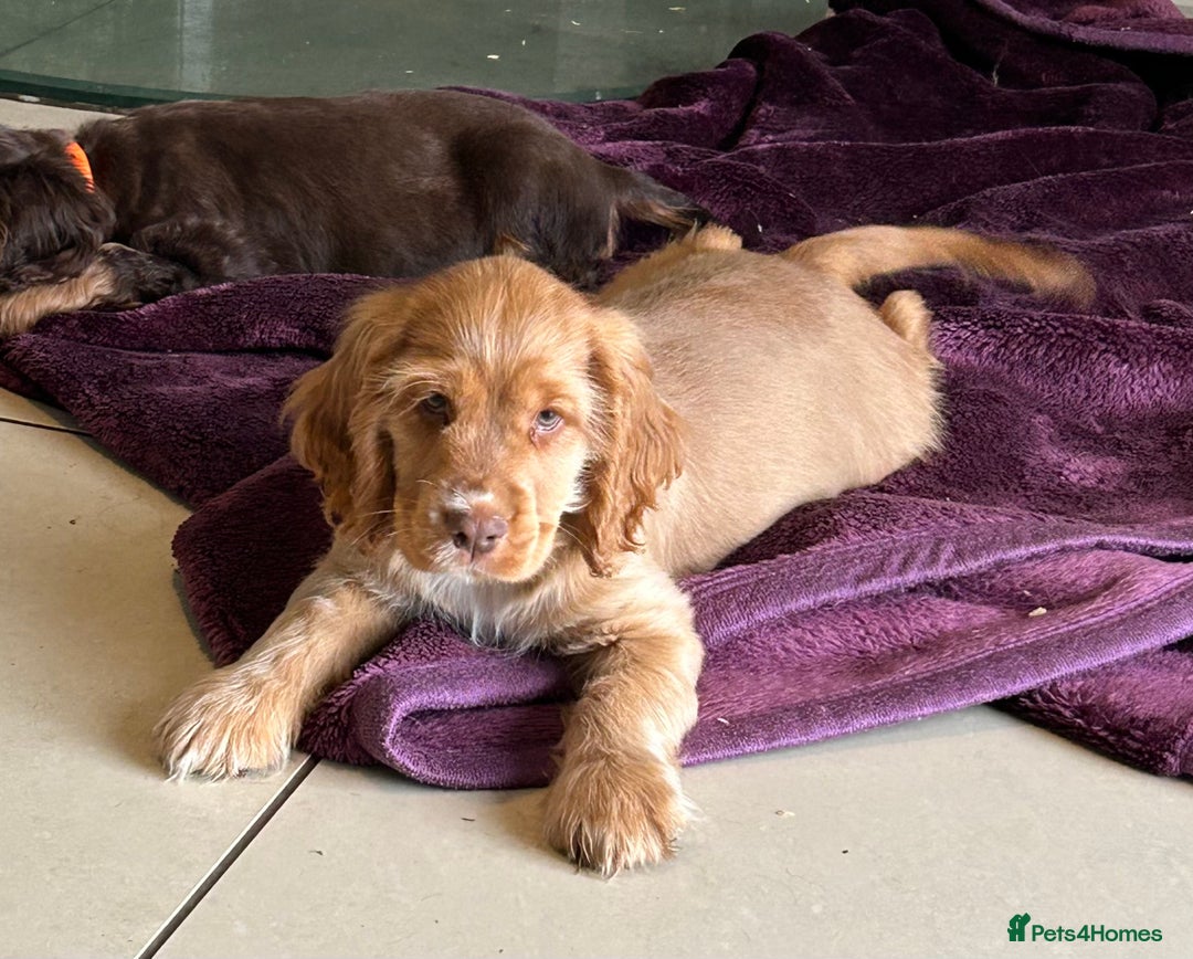 Cocker Spaniel dogs for sale: Ready to fly the nest!!  kc Show Cocker Spaniels  - Advert 7