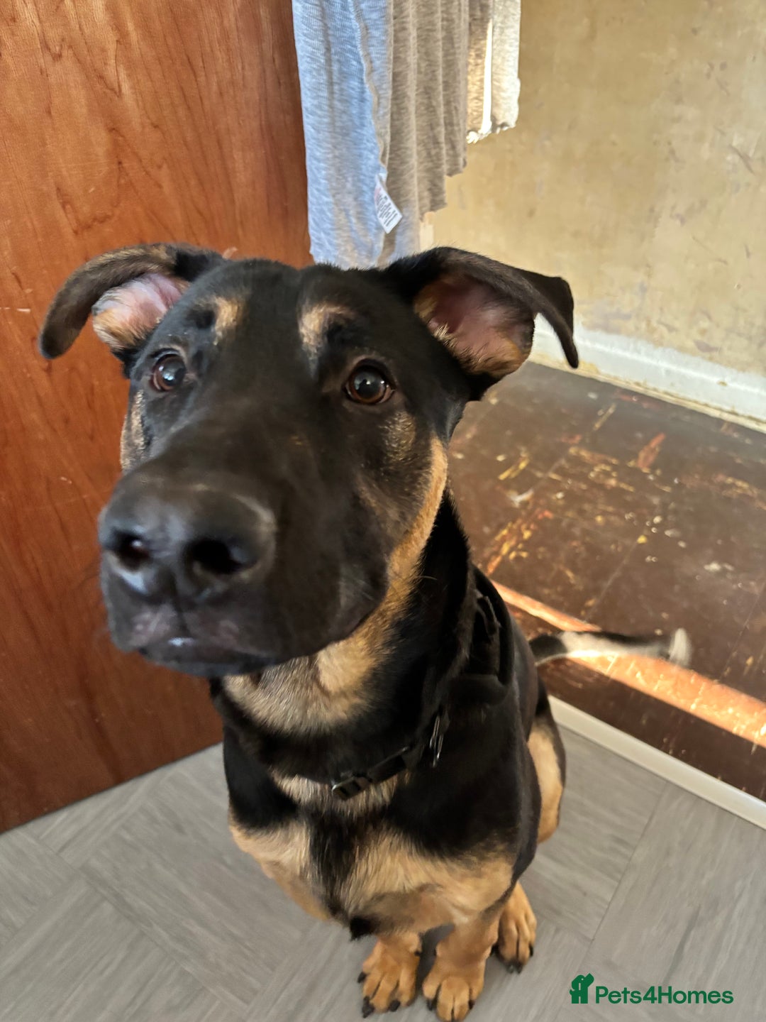 Mixed Breed dogs for sale: Kodi German Shepard/Dobermen Mix  - Image 2