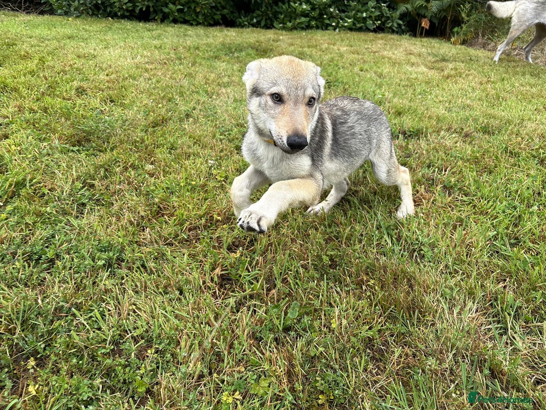Saarloos Wolfdog dogs for sale: Rare Wolfdog Pups - Socialised & Highly Trainable - Image 32