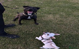 American Bulldog dogs for sale: American bulldog  - Image 2