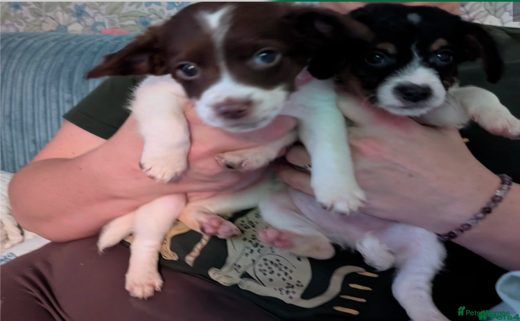Mixed Breed dogs - Advert 7