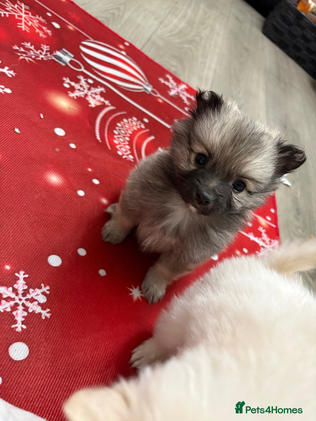 Pomeranian dogs for sale: Pomeranian puppies - Advert 7